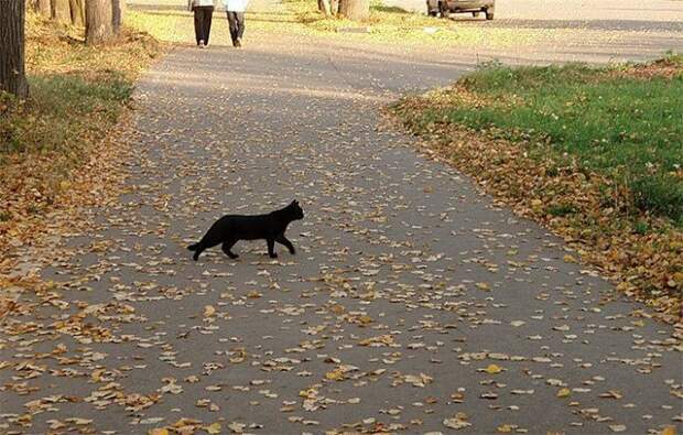 Не любят черных котиков на дорогах. /Фото: news.myseldon.com