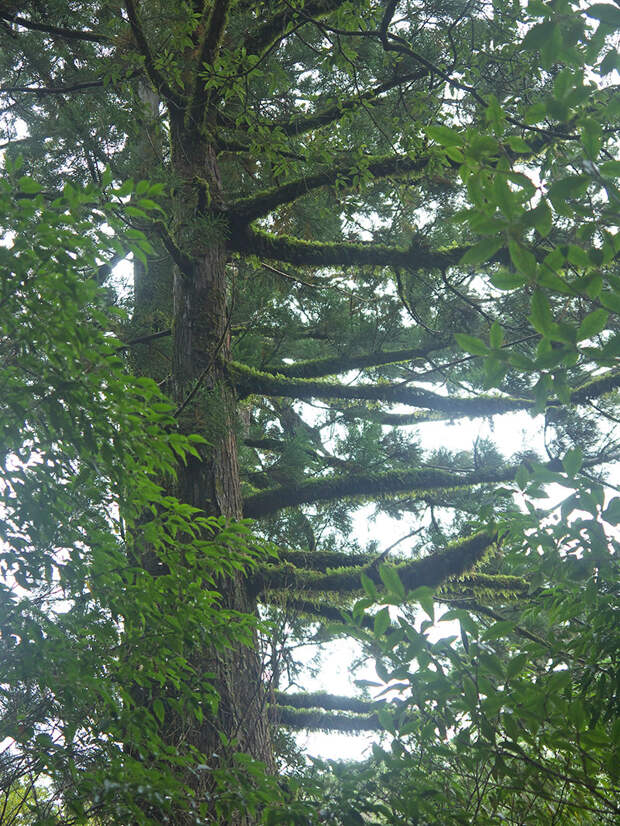 Япония, Якусима, остров, якушима, yakushima, лес, yakusugi land, кедр, мох, ветки, поход, зеленый, дерево,