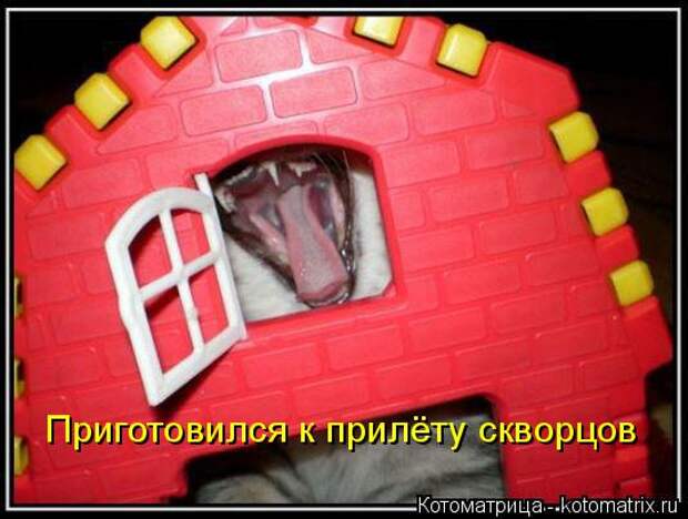 Котоматрица: Приготовился к прилёту скворцов
