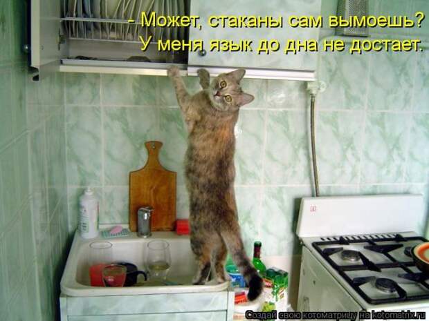 Без кота жизнь не та (36 фото)