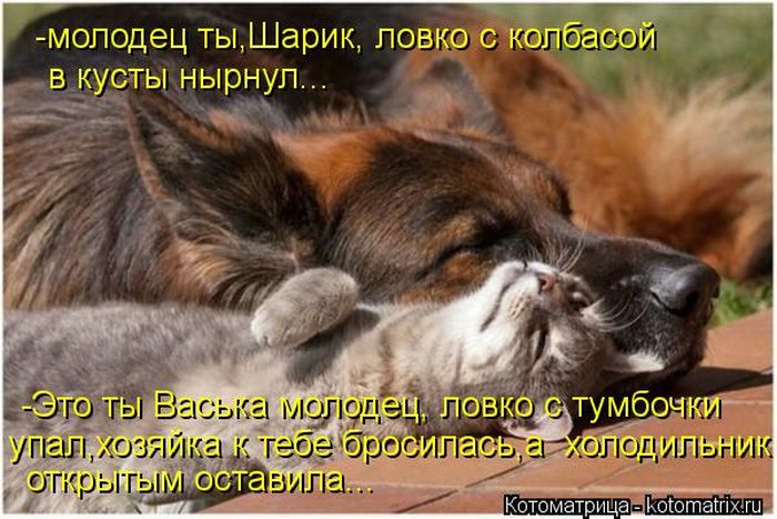 Лучшие котоматрицы недели (50 фото)