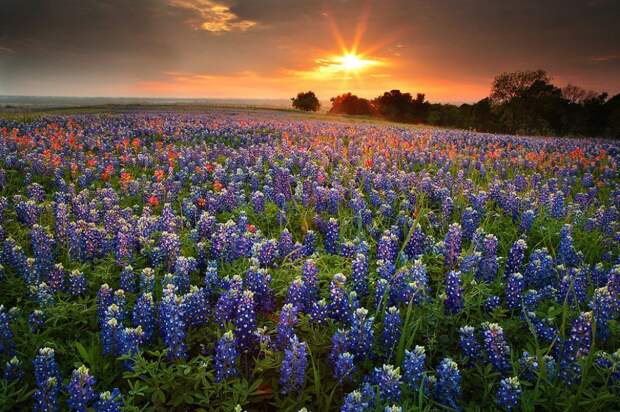 20. Техас, США весна, красота, планета, природа