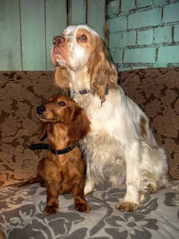 Выкинула на трассу собак и оставила их на морозе: чиновницу из Псковской области уволили после инцидента с брошенными на дороге животными