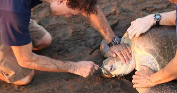 remove the plug from the nose turtle