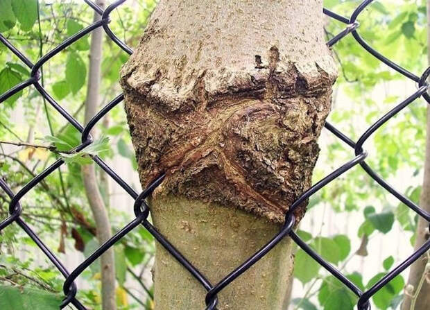 Деревья едят вещи Деревья едят вещи