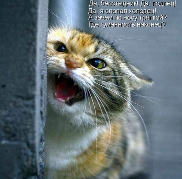 Смешные животные из КотоМатрицы (49 шт.)