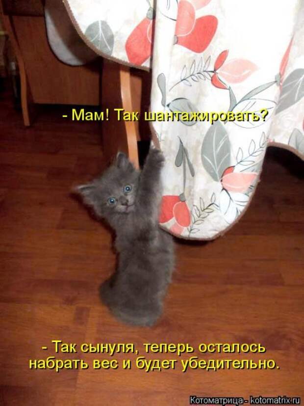Свежая котоматрица на Бугаге (34 фото)