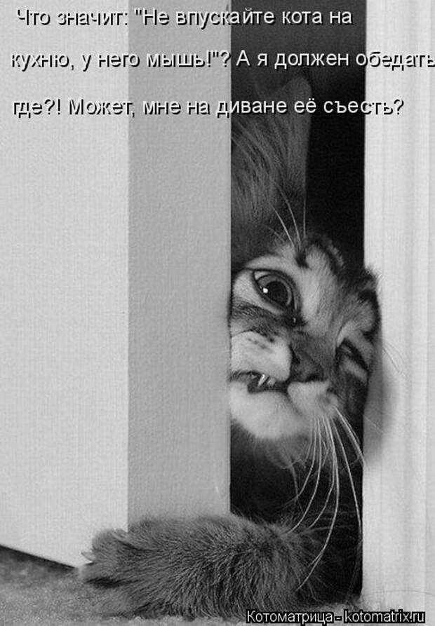 Котоматрица: Что значит: "Не впускайте кота на  кухню, у него мышь!"? А я должен обедать где?! Может, мне на диване её съесть?
