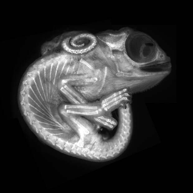 Победители конкурса микрофотографий Nikon Small World 2020