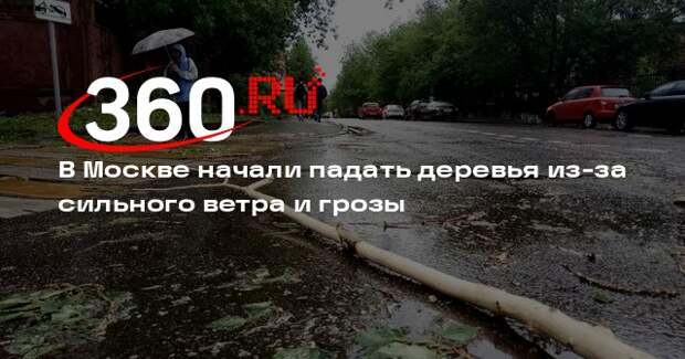 В Москве начали падать деревья из-за сильного ветра и грозы