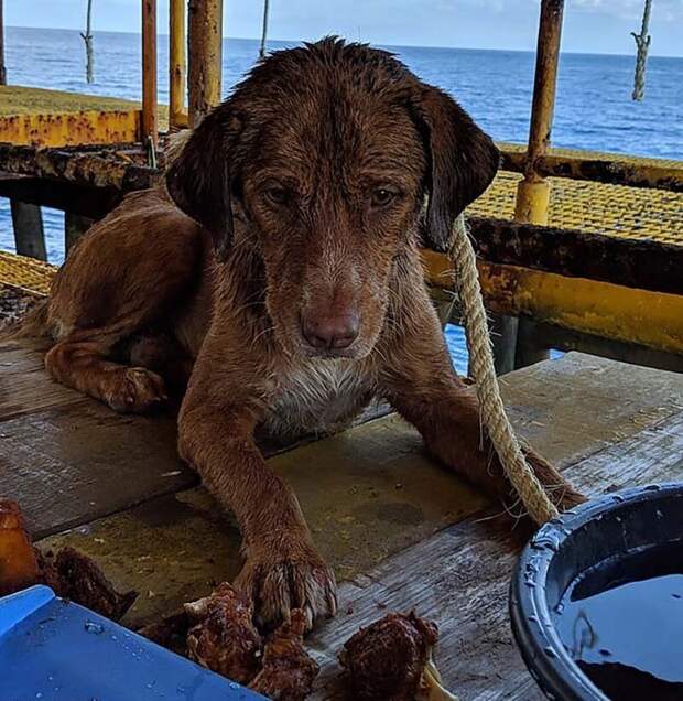 В Таиланде спасли собаку, которая была обнаружена посреди Сиамского залива в 217 километрах от берега в мире, добро, животные, история, люди, поступок, собака, спасение