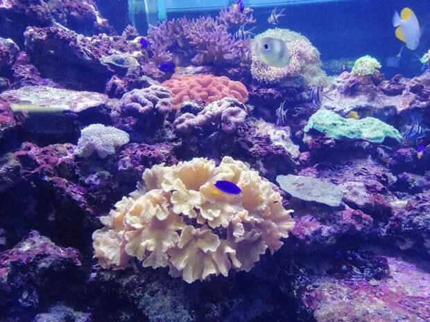 Ядовитые медузы нападают на русских туристов в Таиланде