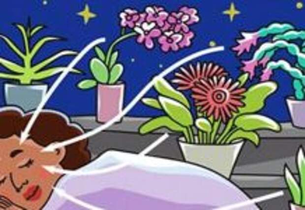 Картинки по запросу Почему важно поставить эти 9 растений в спальне