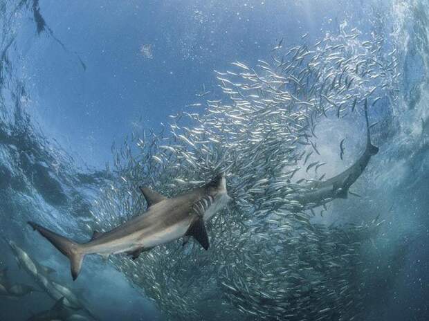 Подводная охота, Южная Африка животные мир, природа