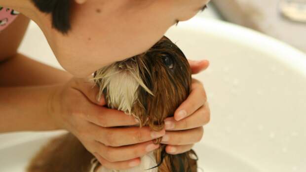 В современном мире собака почти полностью потеряла свое утилитарное предназначение. Сейчас в эмоциональном плане это больше ребенок, чем животное. Фото JeongMin Yi/Pixabay