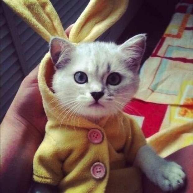 Маленький зайчик Маленький зайчик кардиган, кот