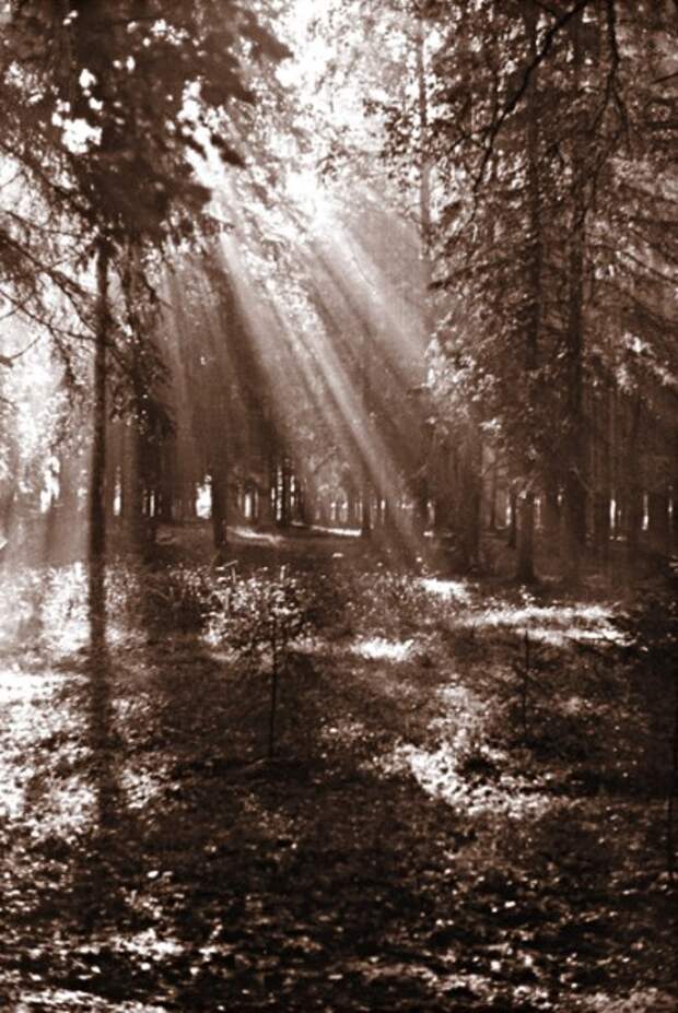 Лес в Дунине. Вторая половина 1940-х гг. Фото М. Пришвина