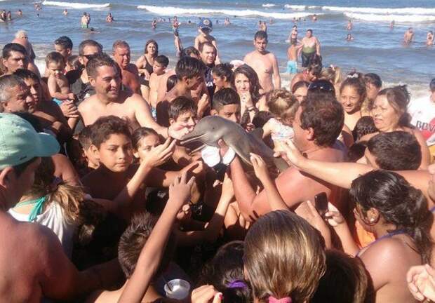 Туристы на пляже в Аргентине насмерть замучили детёныша дельфина. Пустили по рукам и делали селфи, а потом просто оставили мёртвое животное на песке.