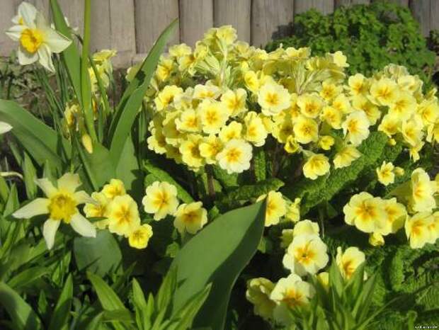 Примула гибридная желтая - "Весна 2010" - Каталог фотографий - Сайт для садоводов