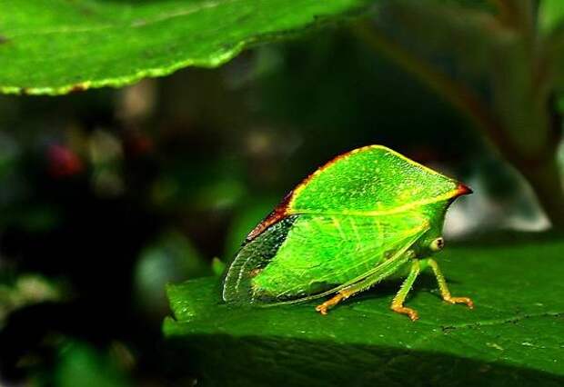 Бодушка бизонья (Stictocephala bisonia), фото насекомые фотография