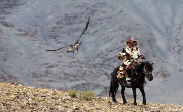 Фестиваль "Золотой орел" в Монголии беркут, монголия, фестиваль