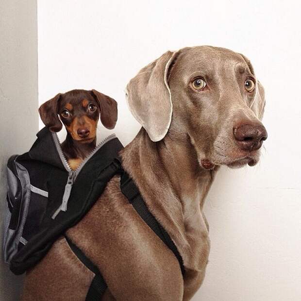 Пёс, Харлоу, дружба,собаки,  Harlow and Indiana,Harlow and Sage 