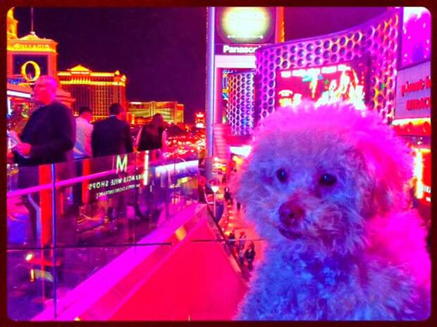 Cerbero dog travel, собака путешественник
