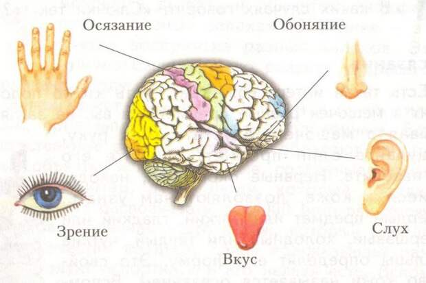 У человека всего пять чувств заблуждения, мифы