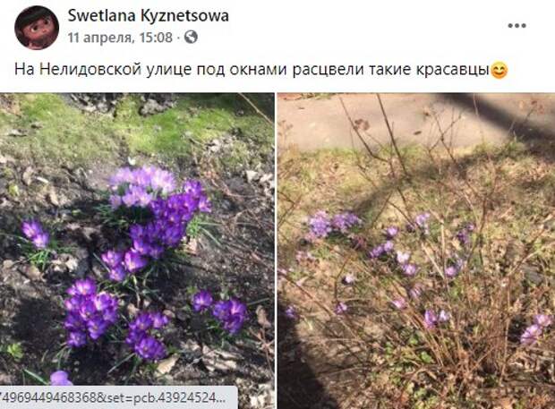 Фото дня: на Нелидовской расцвели крокусы