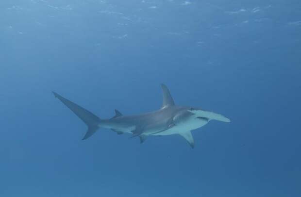 Как гигантские акулы-молоты сохраняют эффективность охоты при колебаниях температуры океана