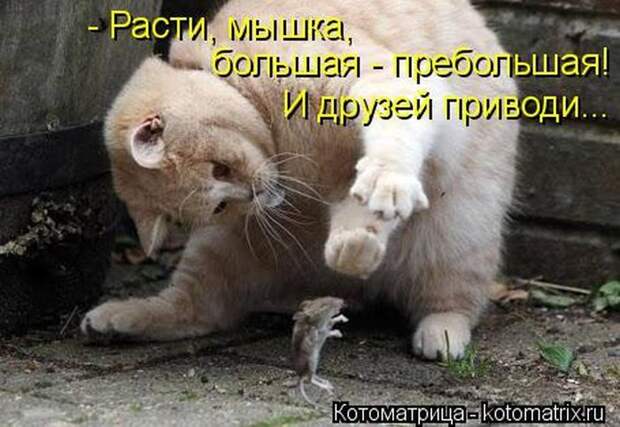 Лучшие котоматрицы недели