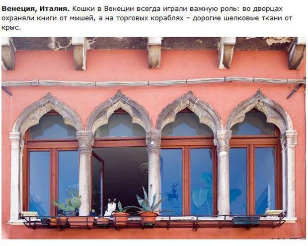 Города котиков (28 фото)