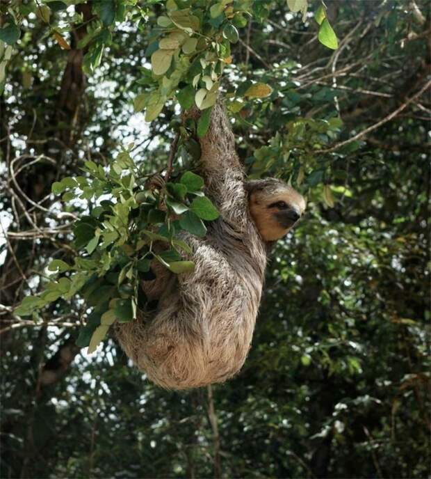 Amazonas25 Большое фотопутешествие по лесам Амазонки