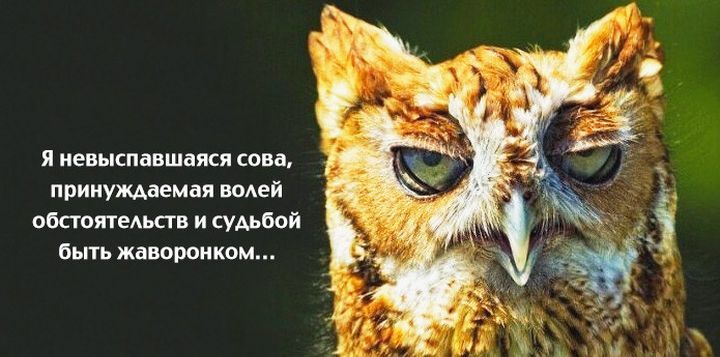 Подборка для хорошего настроения и развития «философских» взглядов история, прикол, факты, юмор