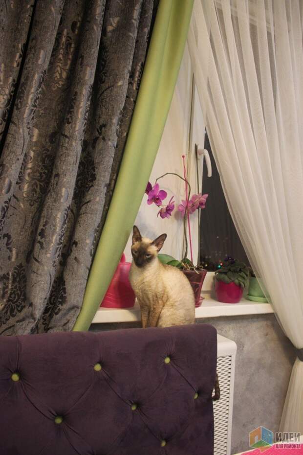 Фиолетовый диван, кот на подоконнике