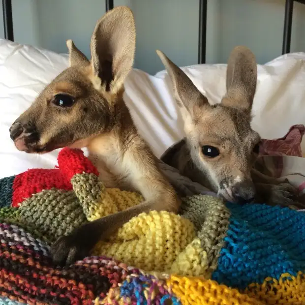 Маленькие кенгурята остаются умирать в сумке погибшей матери, пока не приходит он
