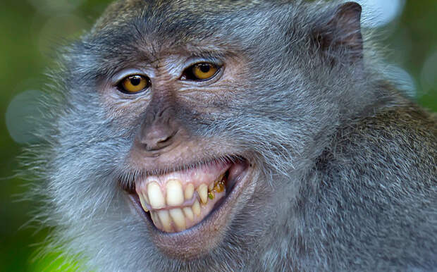 Цыган. Длиннохвостая макака улыбается на камеру в Индонезии. животные, жизнь, фото
