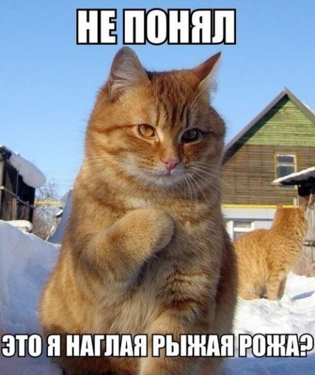 Классные картинки и фото для настроения (41 шт)