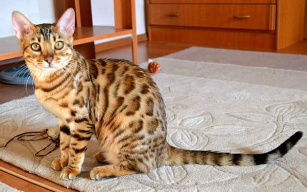 Бенгальская кошка, фото породы кошек фотография