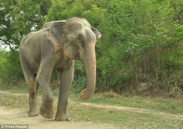Radga08 Спасение слона, проведшего 50 лет в неволе, который плакал от счастья