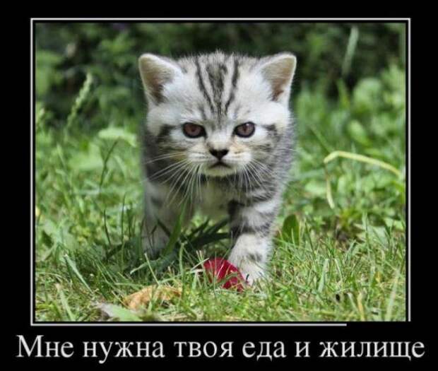 Больше всех Чёрную Пятницу ждал Робинзон Крузо — картинки прикольные смешные с надписями