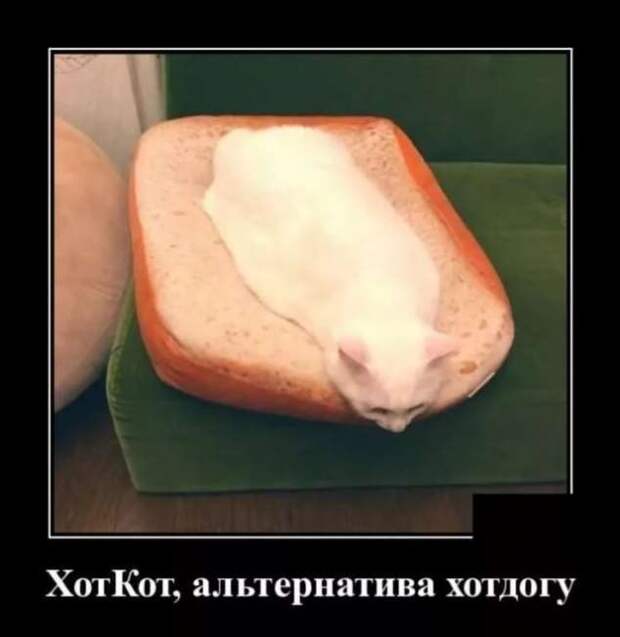 Прикольные демотиваторы с надписями. Подборка chert-poberi-dem-chert-poberi-dem-07090424072020-5 картинка chert-poberi-dem-07090424072020-5