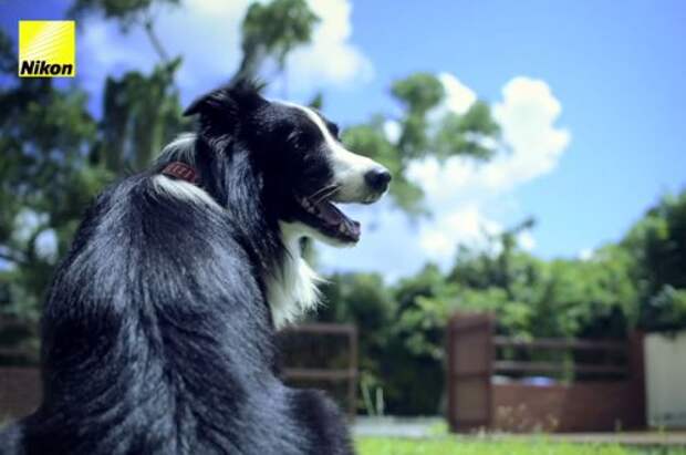 Первая в мире собака-фотограф, делающая снимки того, что ей нравится (14 фото + видео)