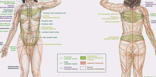 Лимфа спины. Лимфатическая система человека на спине схема. Лимфатическая система человека спина. Лимфы узлы на теле человека. Лимфа система человека женщины.