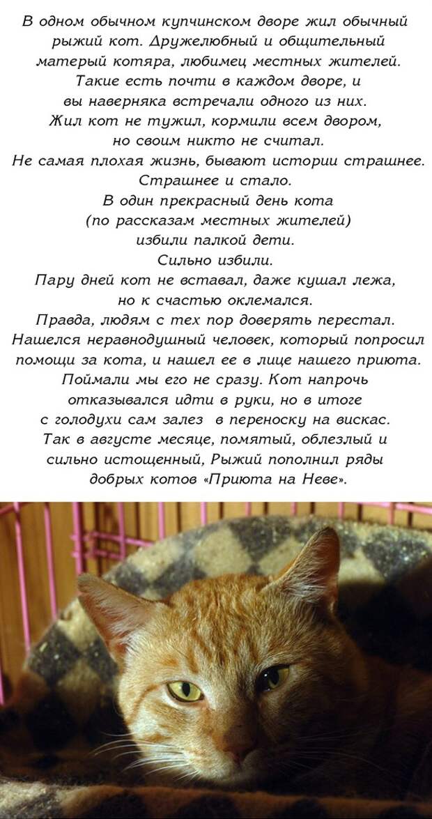 Кот проживает 9 жизней. История про котов. Рассказ про кота. Интересные истории с котами. Смешной рассказ про кота.