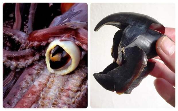 кальмары часто едят животных крупнее себя, они используют свою ротовой орган (радула) для дальнейшего измельчения кусочков