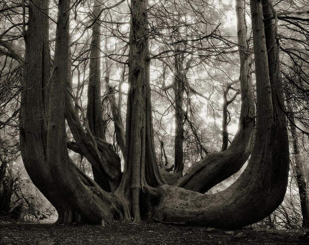 Деревья древние как мир в фотографиях из 14-летнего путешествия-14