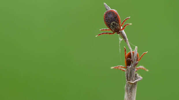 Россиянам объяснили, можно ли сейчас вакцинироваться от клещевого энцефалита