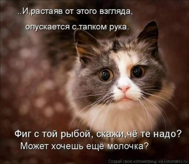 Котоматрицы