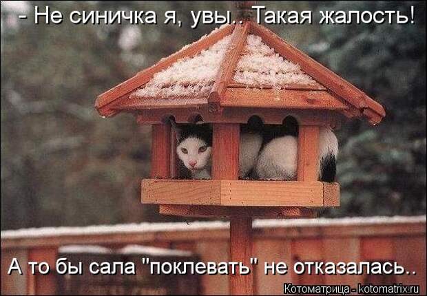 Клёвые отрывные котоматрицы (30 фото)